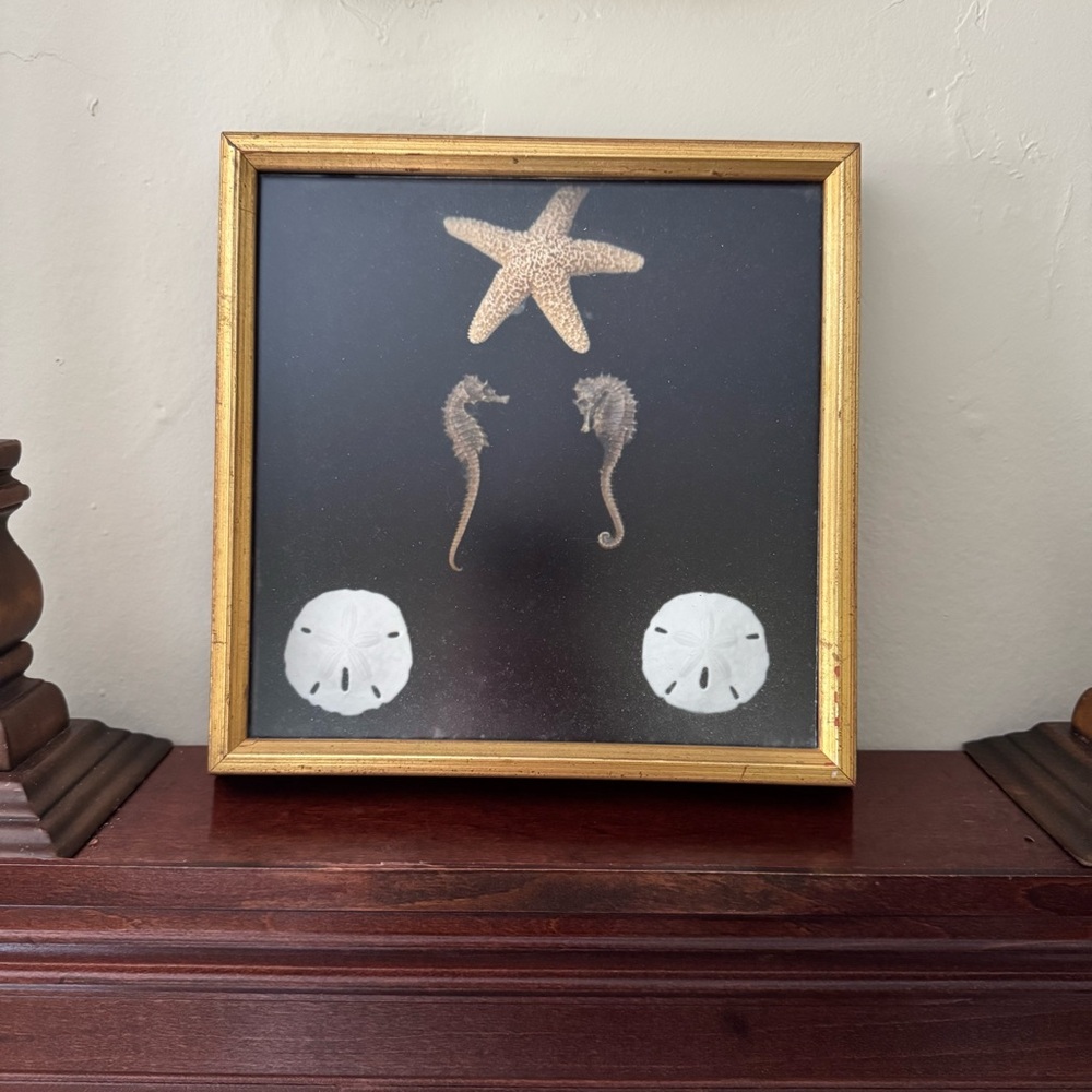 Framed Starfish and Seahorse Art